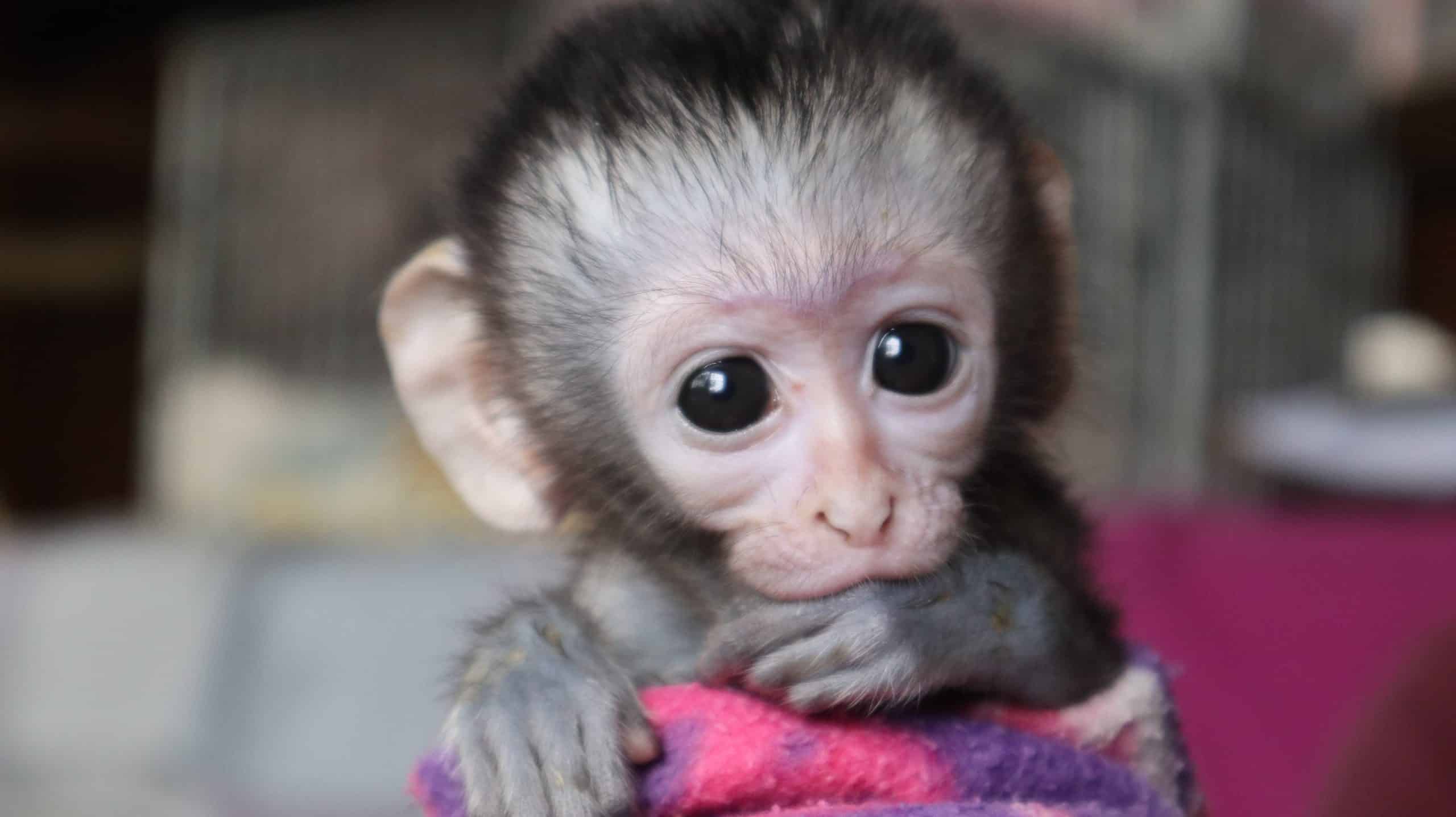 Monkeys As Pets Vervet Monkey Foundation Virtual Adoptions
