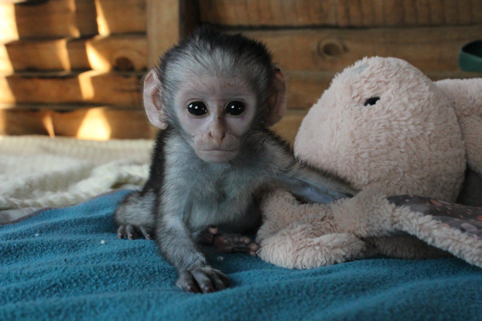 Adopt a Monkey Virtually – Vervet Monkey Foundation Virtual Adoptions